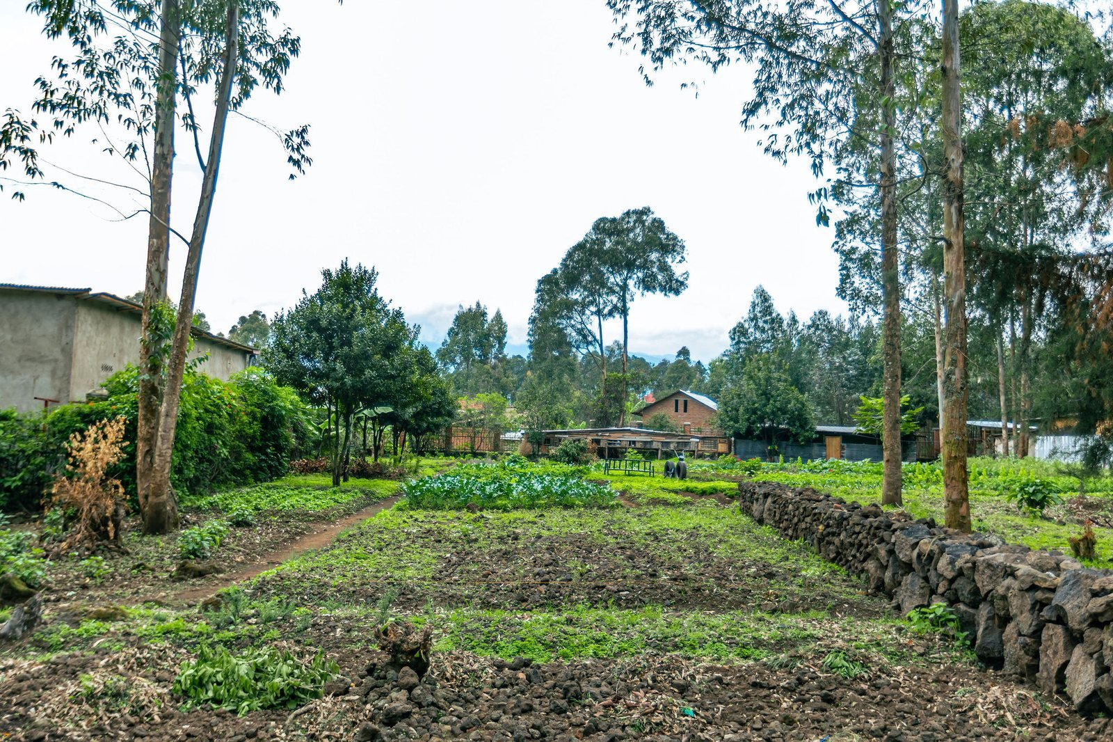 Vegetable beds, a low stone wall and trees on the resort farm