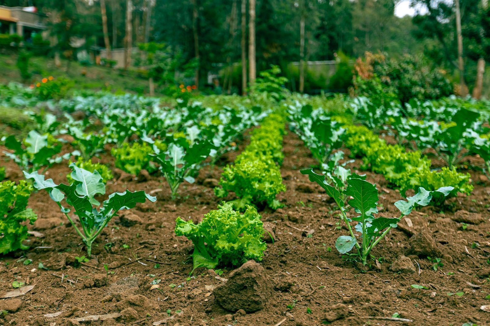 Leafy greens growing in rows on the resort farm