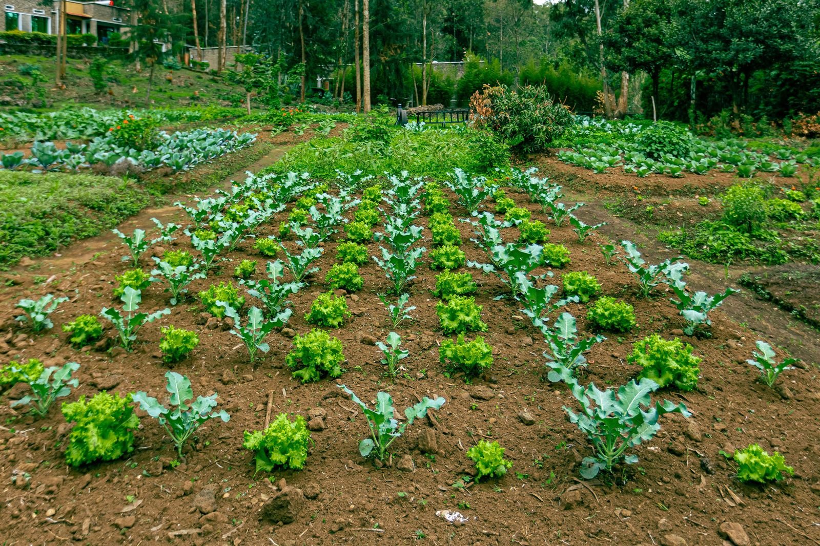 Rows of vegetables growing on the resort farm