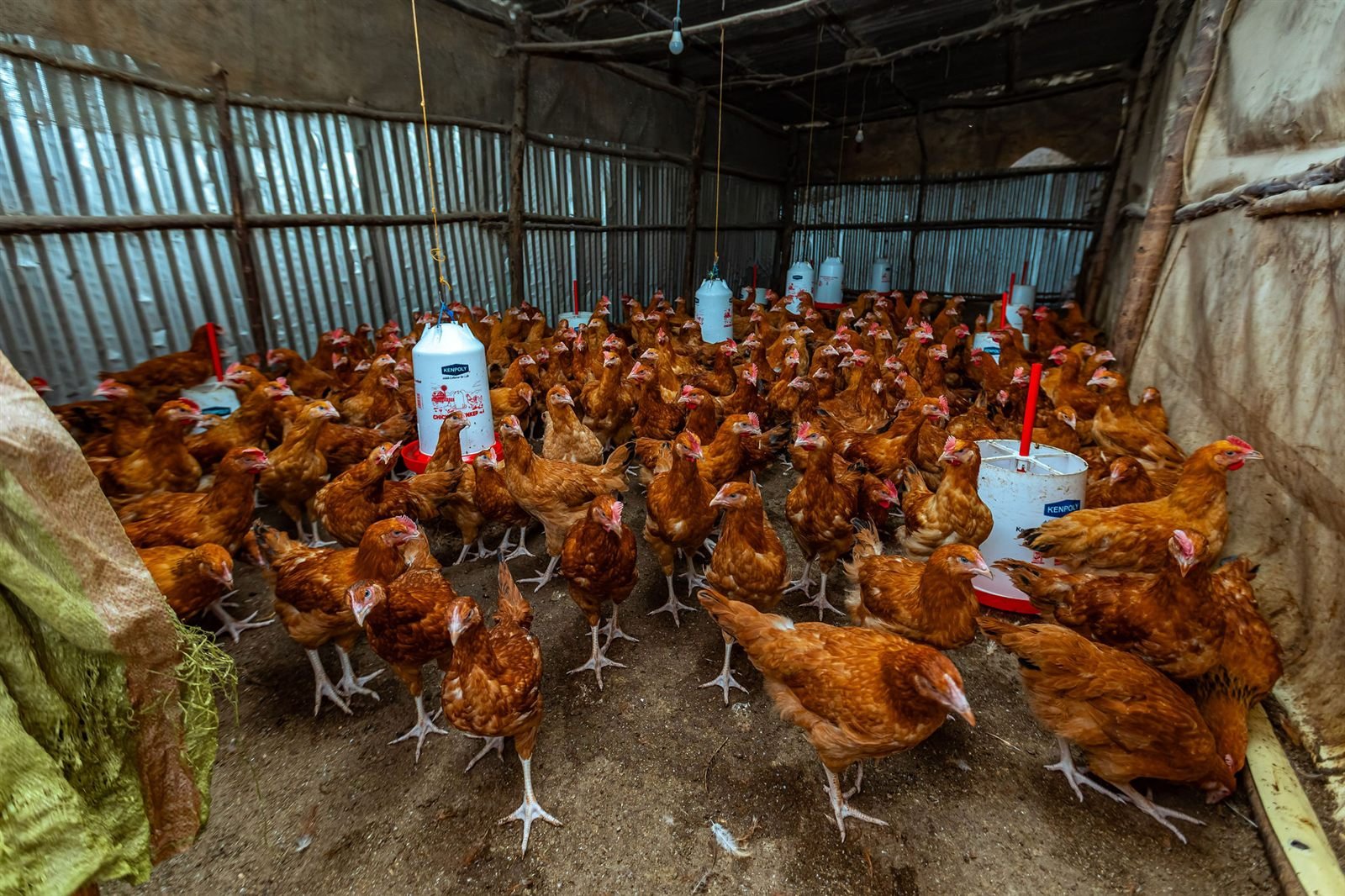 Hens in the resort poultry house